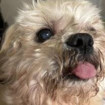 Baxter Canada