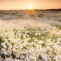 Daisy May Craft