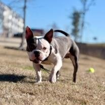 Rocky Suarez