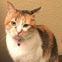 Kitty Parnell