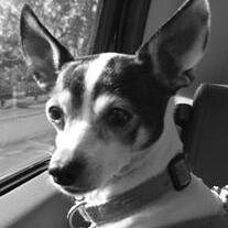 Daisy Mae Azzinaro Garcia