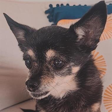 Bambi Nicole Blue Tinkerbell Hammond