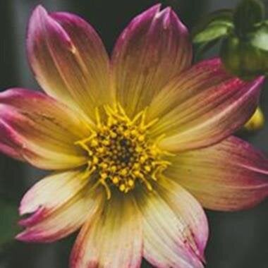 Ms. Jeanette Faye Scott