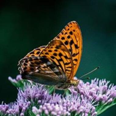 Ms. Ernestine Gordon