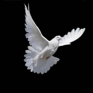 Mr. Christopher D. Pryor