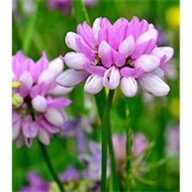 Marlene Reynolds (Garvey)