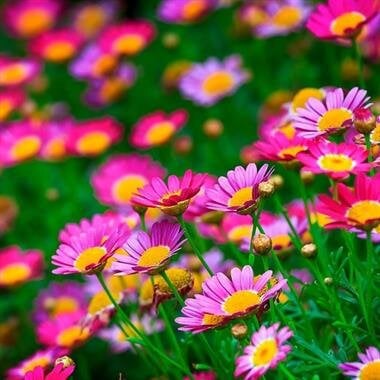 Amanda Iva Lee Houghtaling