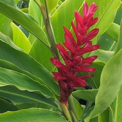 Anastacio Dadiz Asuncion