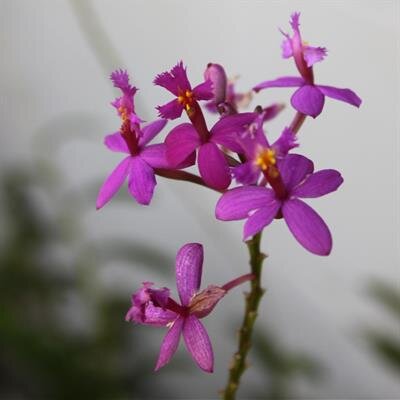 Annette Leilani Ikeda