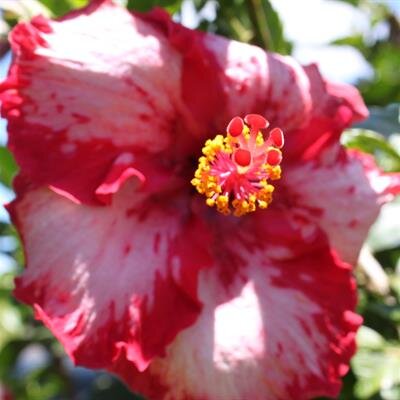 Agnes Tsuruko Ariyoshi