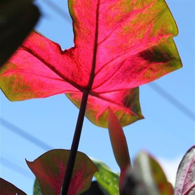 Alexander Andaya Valdez