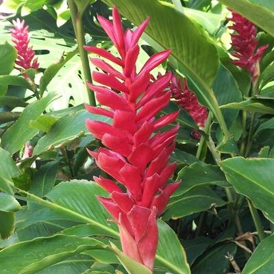 Alejandria Labuguen Dacquel