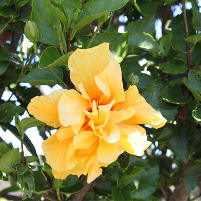 Elinor Bras Rodrigues