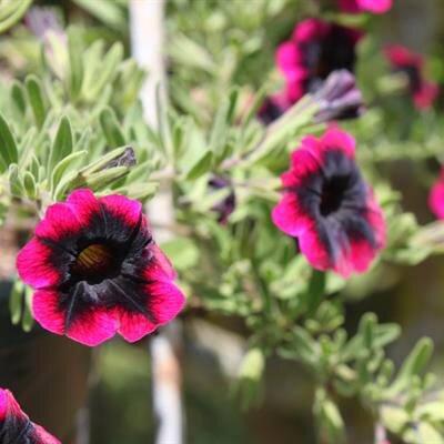 Carol Tamiko Shinyama