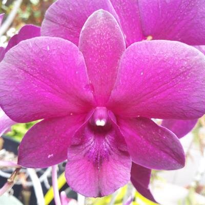 Terri Teruko Markham