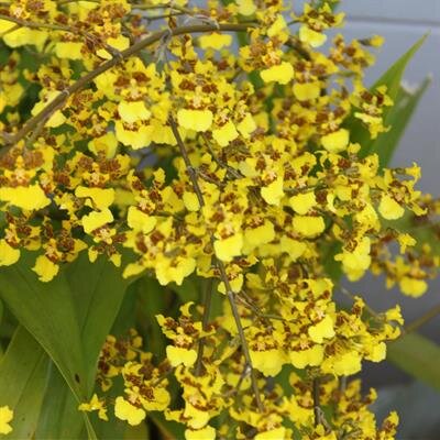 Clara Fumiko Matsumoto