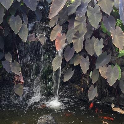 Stanley Masayoshi Miyabara