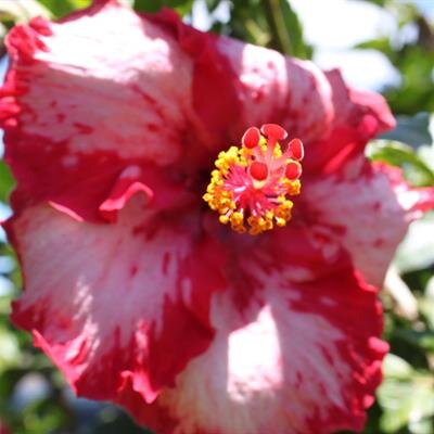 Thelma Marie Yoshiko Kawamura