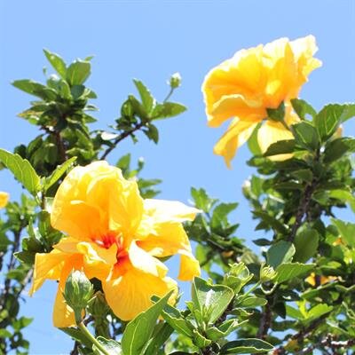 Michael Dean Morrison