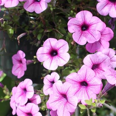 Donna (Kapoi) Beerman