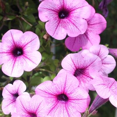 Florence Fukuyo Yamada