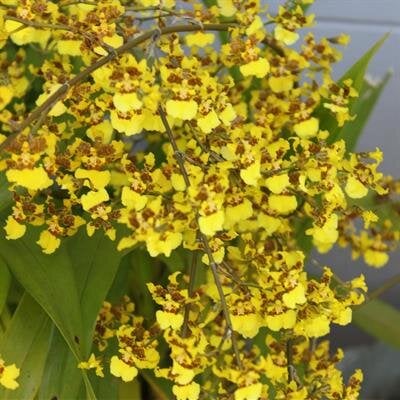 Maria Fayloga Agsalog