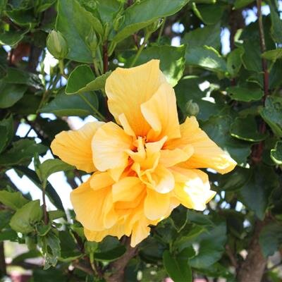 Samuel Shunichi Kiyabu