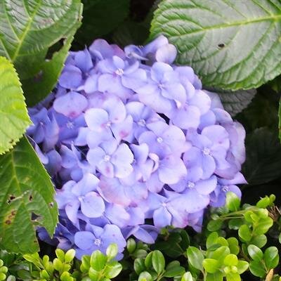 Frances Rebecca Kikumoto