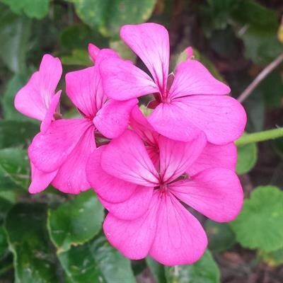 Ines Felicitas Pascua Bonilla