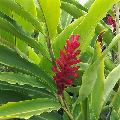 Sally Satsuki Ishikawa