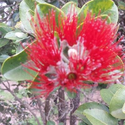 Julie Ann Pualani Makekau