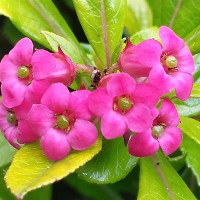 Mildred S. Presbitero