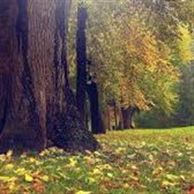 David Lowell Mock Jr