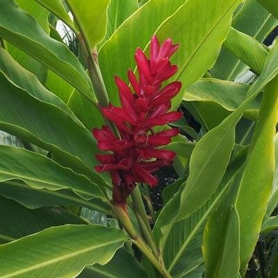 Miriam Leinani Ryder