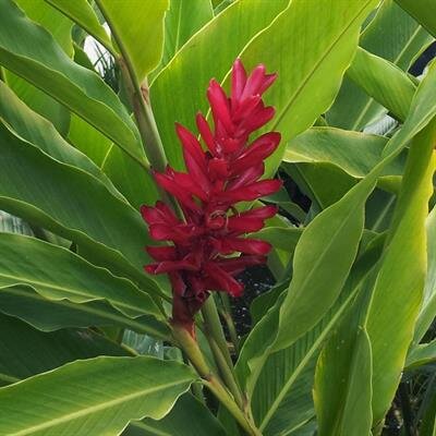 Patricia Mapuana Kalanikau