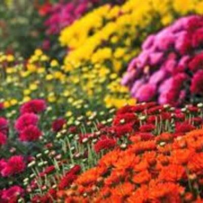 Evelyn Doretta Nalley