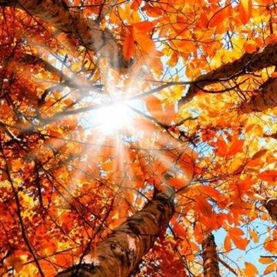 Vernon Floyd Blankenship