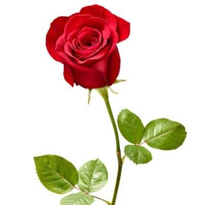 Xiomara Palmeiro Blasco