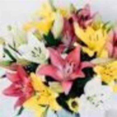 Eleanor Ann Volatile