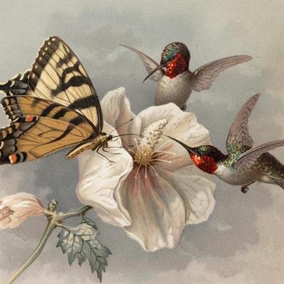 Mrs. Emily Jean McLeod