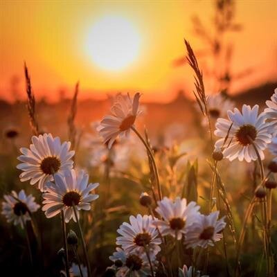 Mrs. Joyce Money Kennamer