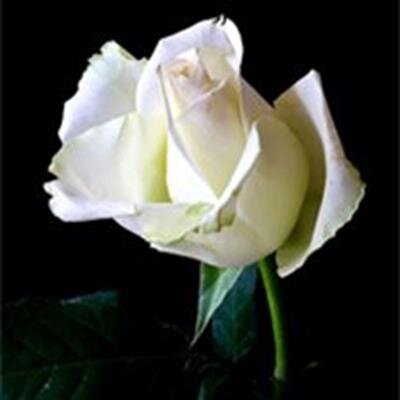 Carolyn Elaine (Reddick) Close