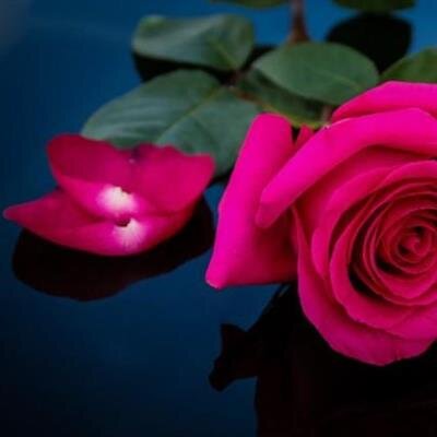Carol A. Trefry