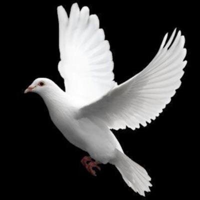 Nicholas Taylor Hunt