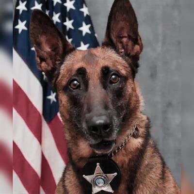 K9 Nyx Vargas