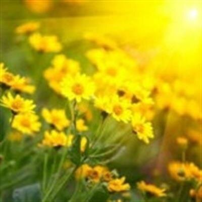 Joyce L Wenck