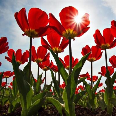 Deborah Yvonne Gibson-Hutchens