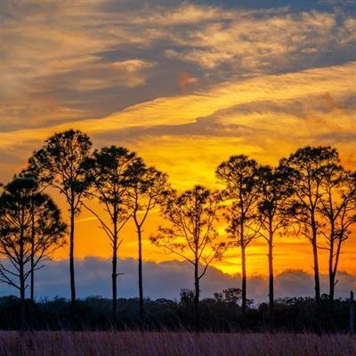 Tracey J. Yopp