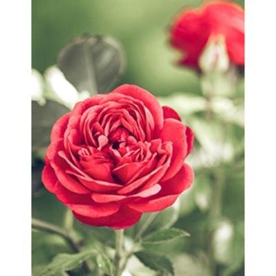 Janet Leigh Skotnicki