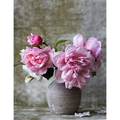 Judy Jeanette Jenkins